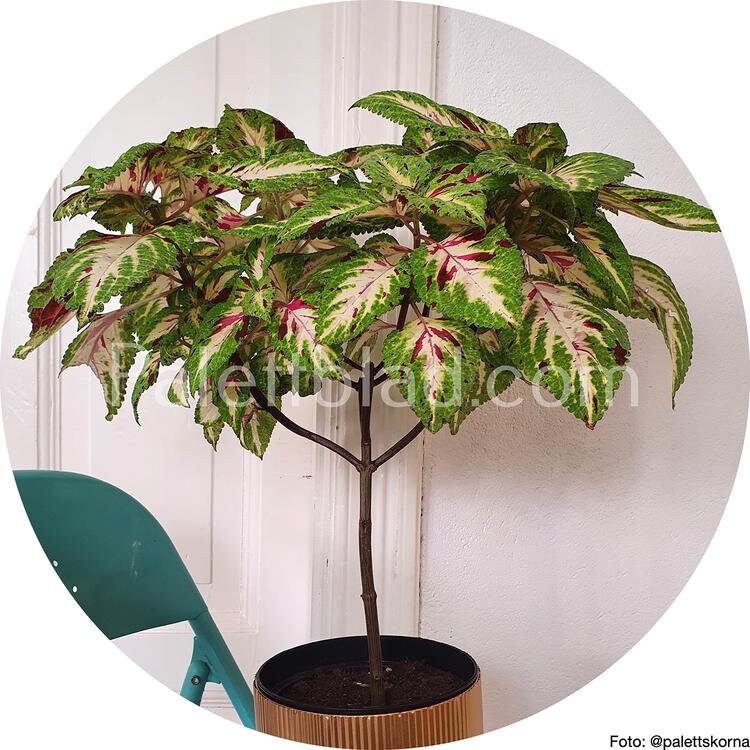 Coleus Premium Sun Rose To Lime Magic 5 seeds Etsy