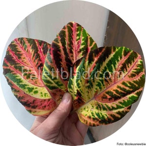 Coleus Superfine Rainbow Multicolor 10 seeds