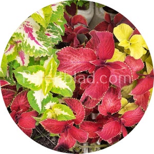 Coleus Verbesserter Regenbogen Mix 10 Samen