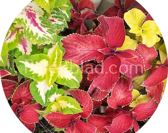 Coleus Improved Rainbow Mix 10 semi