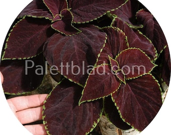 Coleus Premium Sun Chocolate Mint 5 semillas