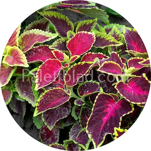 Coleus Everest Mix 10 seeds