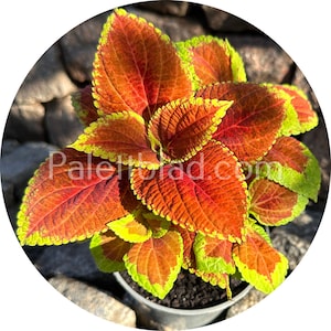 Coleus Fairway Orange 10 seeds