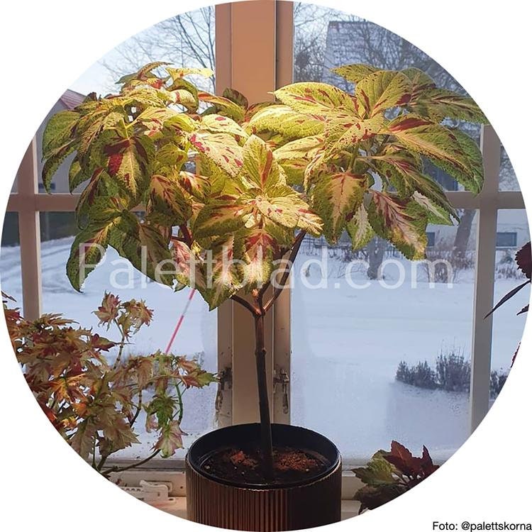 Coleus Premium Sun Rose To Lime Magic 5 seeds Etsy