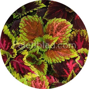 Coleus Kong Empire Mix 5 seeds