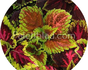 Coleus Kong Empire Mix 5 Samen