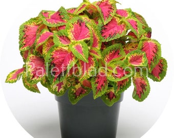 Coleus - Premium Sonnen Wassermelone - 5 Samen