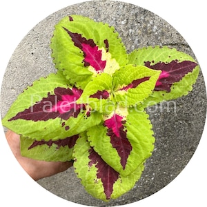 Coleus Kong Jr Rose 5 seeds