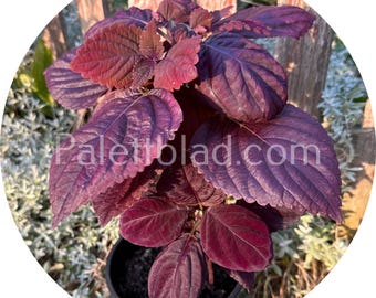 Coleus Giant Exhibition Palisandra 10 seeds