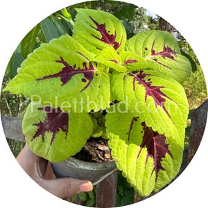 Coleus Kong Lime Sprite 5 seeds