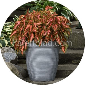 Coleus Premium Sun Coral Candy 5 seeds