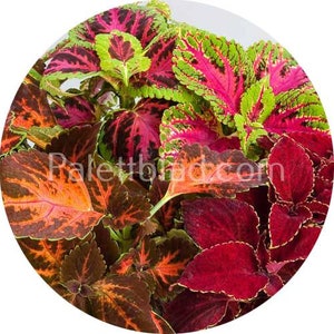 Coleus Superfine Rainbow Masterblends Mix 10 seeds