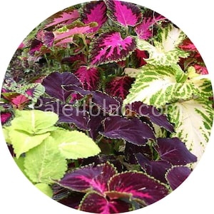 Coleus Rainbow Mix 10 seeds