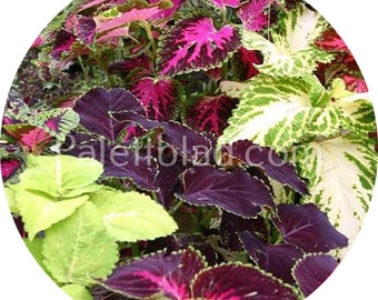 Coleus Rainbow Mix 10 Samen