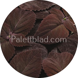 Coleus Premium Sun Dark Chocolate 5 seeds