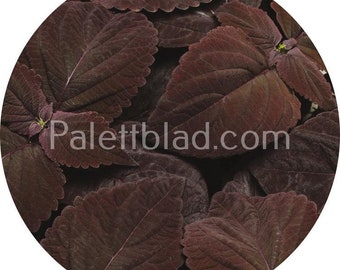 Coleus Premium Sun Dark Chocolate 5 seeds