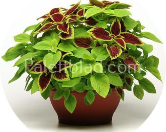Coleus Fuseables Under The Sun 3 graines