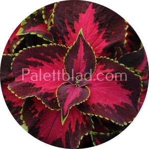 Colues Premium Sun Chocolate Covered Cherry 5 seeds