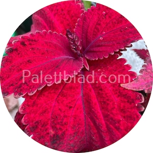 Coleus Superfine Rainbow Red Velvet 10 seeds