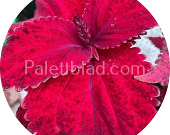 Op de afbeelding: Close-up van een dieprode plant met getextureerde bladeren. De bladeren hebben een gegolfde rand en een donkerrode kleur met een vleugje paars.