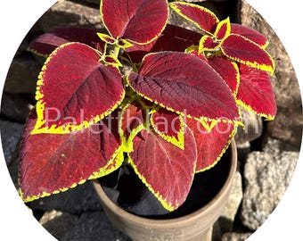 Coleus Premium Sun Crimson Gold 5 korn