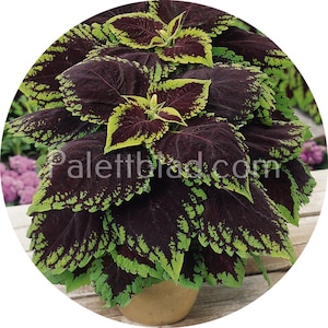 Coleus Kong Scarlet 5 seeds