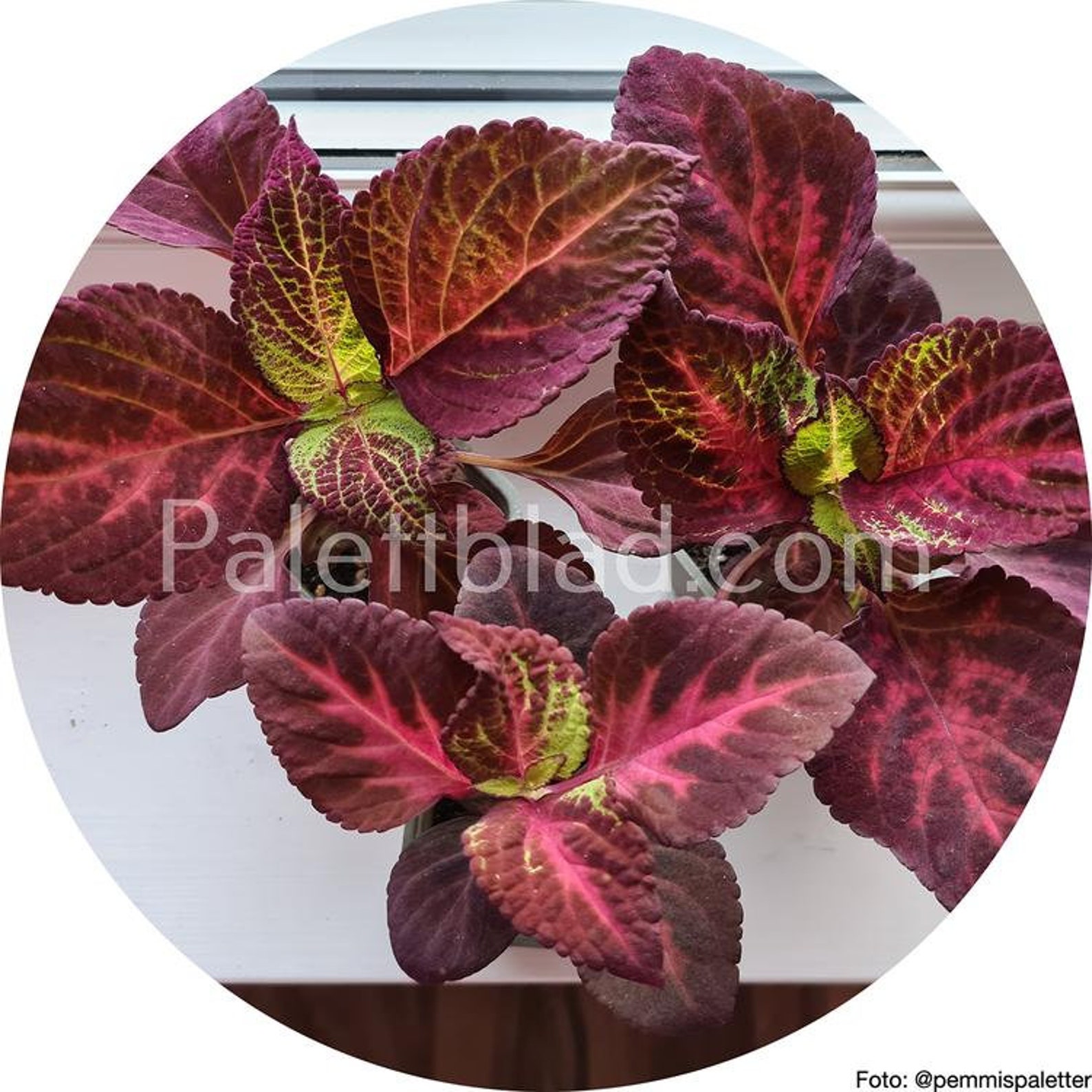 Coleus Premium Sun Rose To Lime Magic 5 seeds Etsy