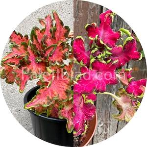Coleus Colocha Mix 10 seeds