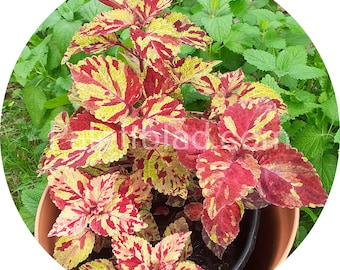 Op de afbeelding: Een plant in een pot met rood en geel gevlekte bladeren. De plant staat in een bruine pot en is omringd door groen gebladerte.