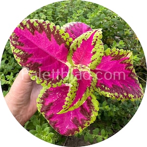 Coleus Fairway Rose 10 seeds