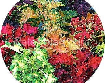 Coleus Rokoko Mix 10 Samen