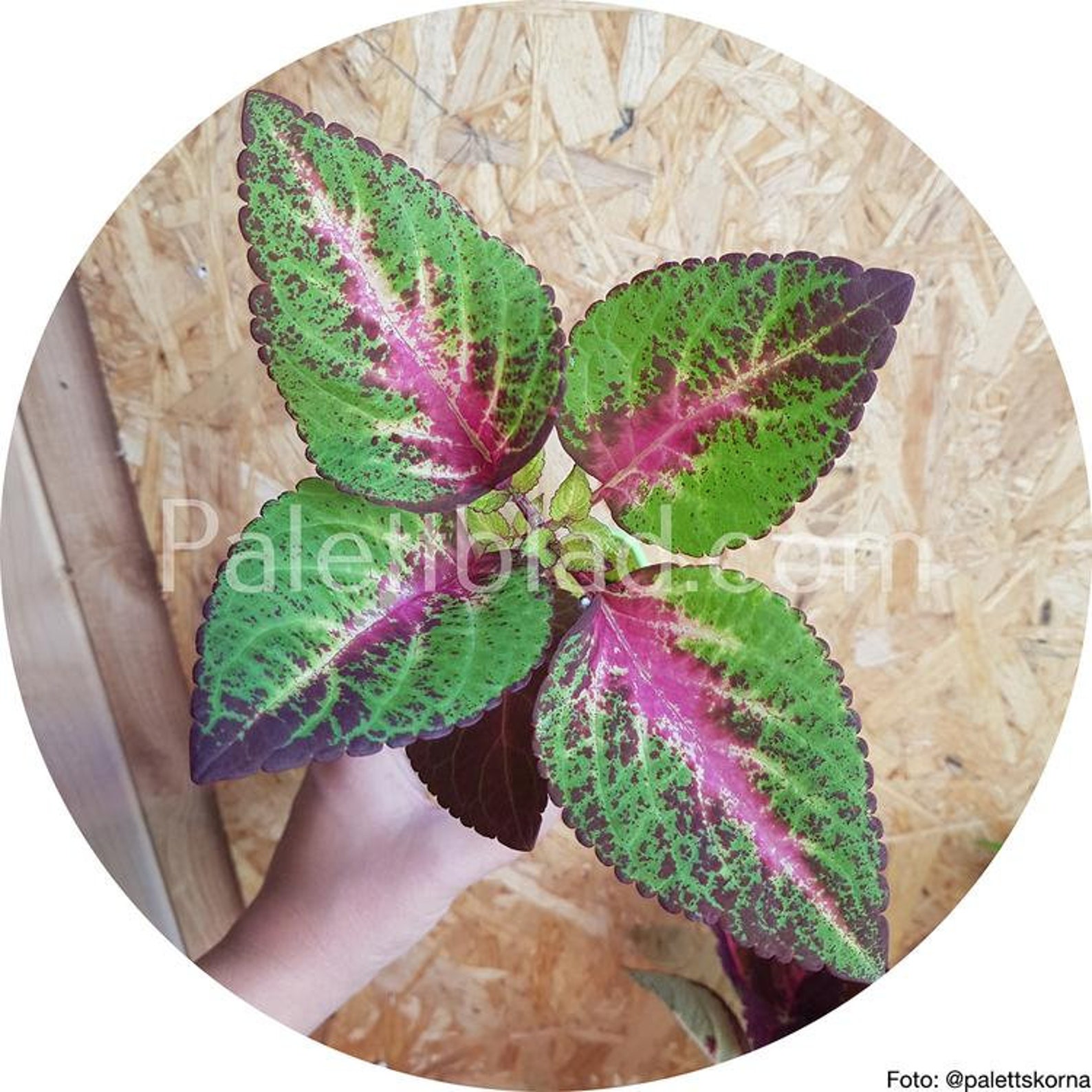 Coleus Premium Sun Rose To Lime Magic 5 seeds Etsy