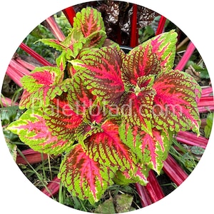Coleus Kong Salmon Pink 5 seeds
