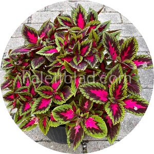 Coleus Kong Rose 5 seeds