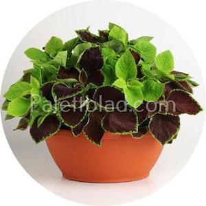 Colues Fuseables Chocolate Symphony 3 seeds