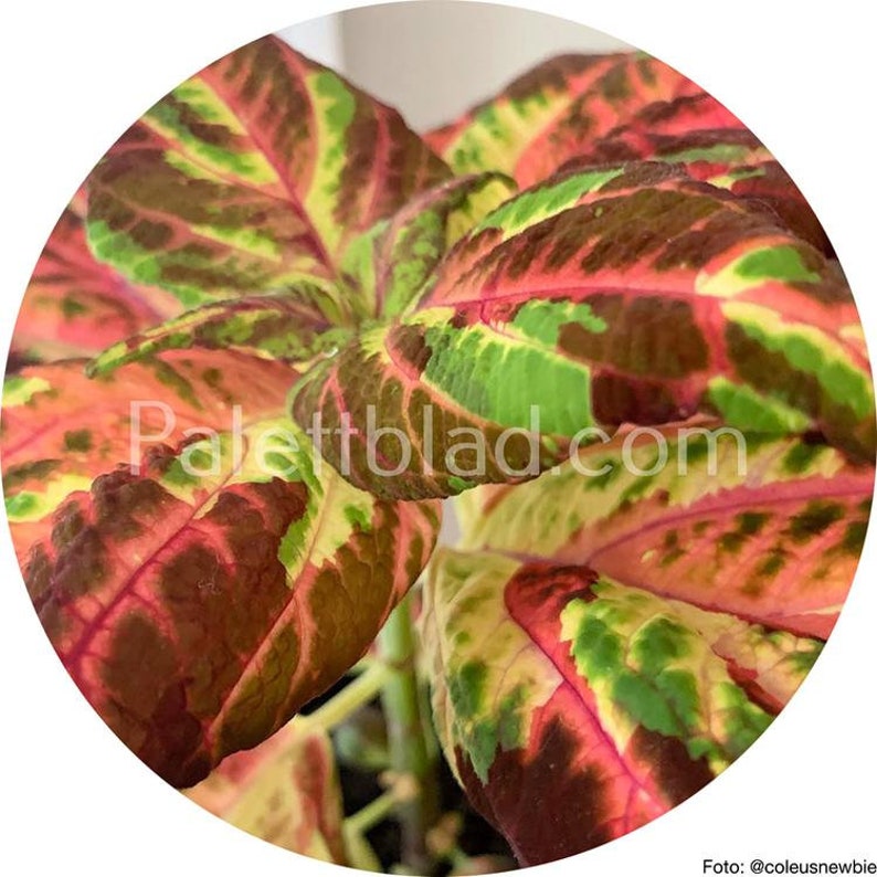 Coleus 10 seeds Superfine Rainbow Multicolor