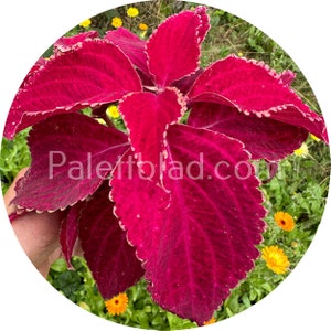 Coleus Fairway Red Velvet 10 seeds