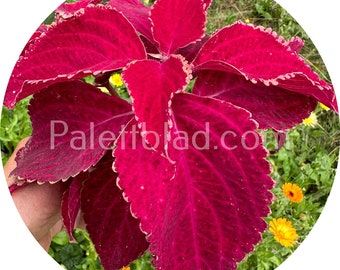 Coleus Fairway Red Velvet 10 Samen