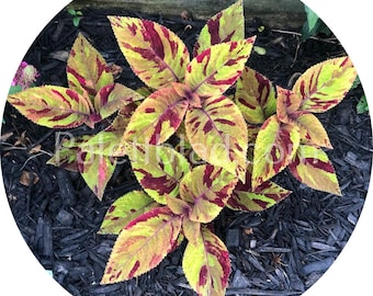 Op de afbeelding: Een close-up van een Coleus-plant met levendige groene, gele en rode bladeren. De plant groeit in een bed van zwarte mulch.