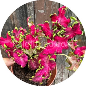 Coleus Colocha Rose 10 seeds