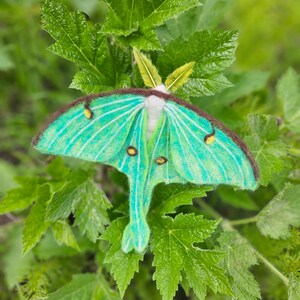 May include: A green and white felt moth with yellow spots, perched on a green leaf.