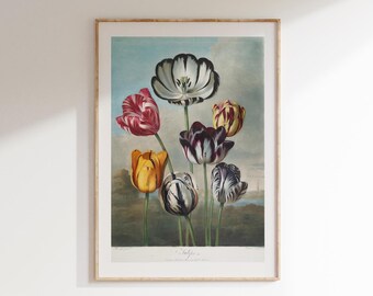 Vintage botanische Zeichnung Tulpen von Robert John Thornton Giclée Druck, Wildblumen Kunst, Geschenk für Mama, Wohnzimmer Kunst, gemütliches Zuhause, Wandkunst