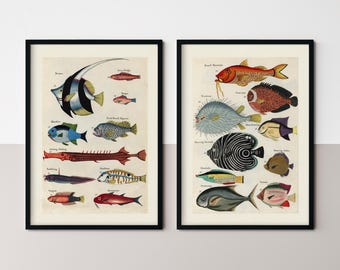 Set of Two Vintage Fish Art Prints, Tropical Nature Wall Decor