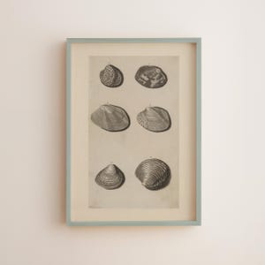May include: A framed print displaying six detailed illustrations of seashells. The artwork is in grayscale, with a light beige background and a pale blue frame. A vintage-style piece, suitable for coastal decor.