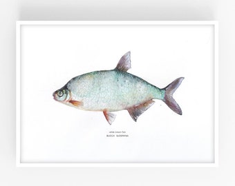 Poster Fish Print Bream Painting  Aquarelle Watercolor Paiting Decor Wall Art Hand Painting  Neutral Farmhouse Decor Minimalism