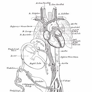 Human Body with Heart Anatomy Vintage Graphic Tee