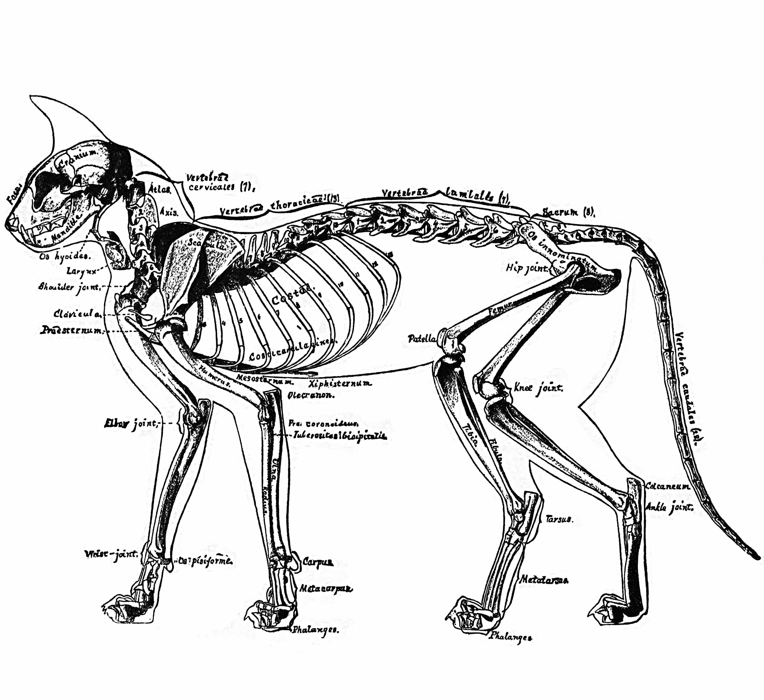 Cat Skeleton Anatomy Graphic Tee - Etsy