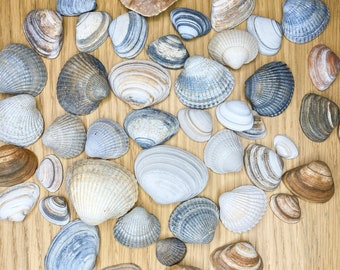 Mixed mussels 100g North Sea mussels, or selection - natural, boho, maritime