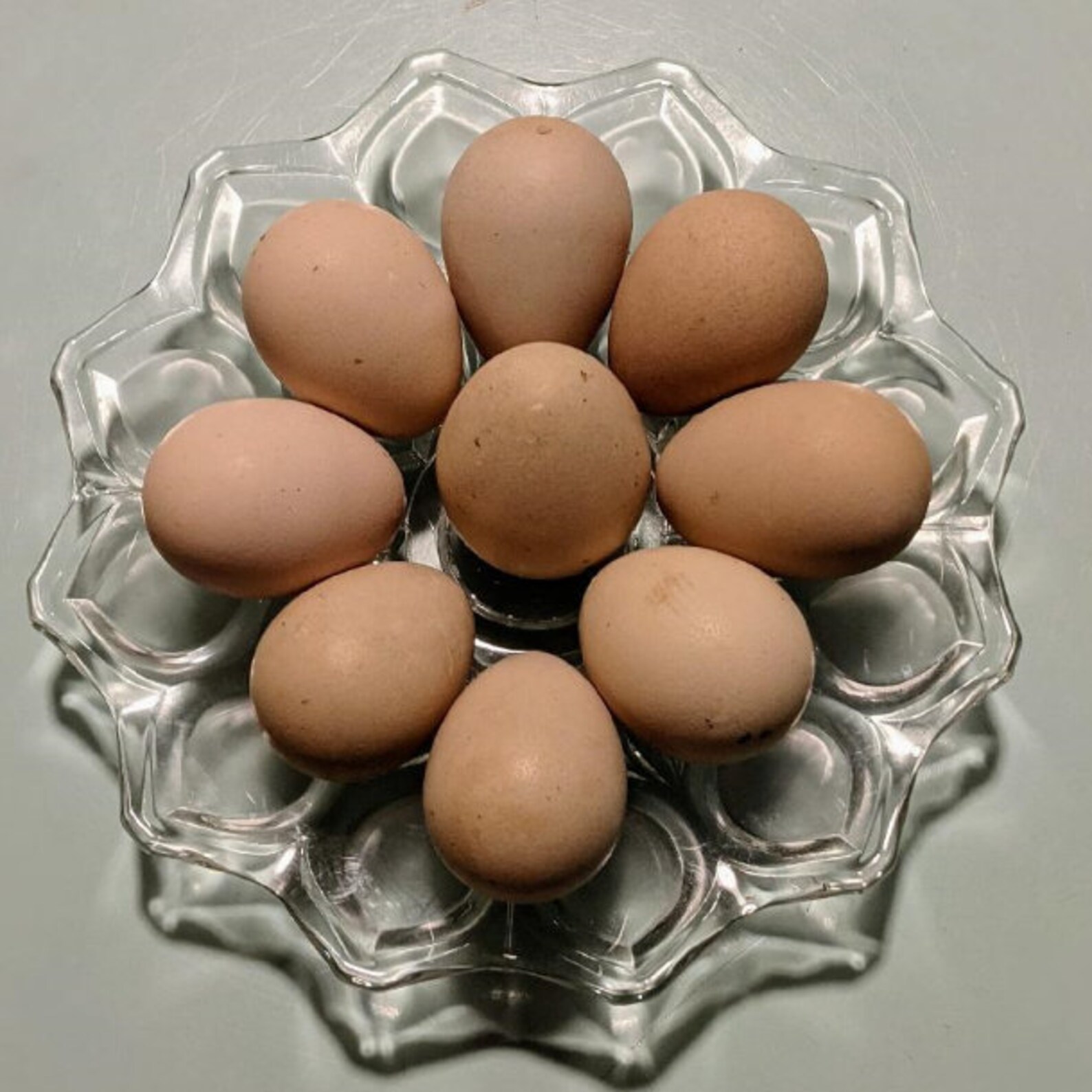 12 Lavender Guinea Hatching Eggs Etsy