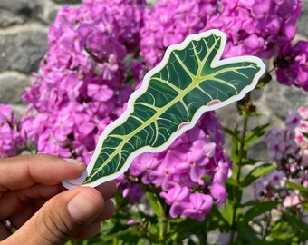 Alocasia Polly Sticker, African Masked Plant, Alocasia Leaf Sticker
